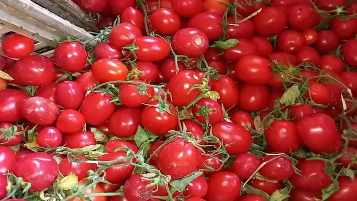 صادم: الطماطم تسجل 10 جنيهات والخيار ينفجر لـ18 جنيهاً في كفر الشيخ... الأسعار تصيب المواطنين بالذهول!