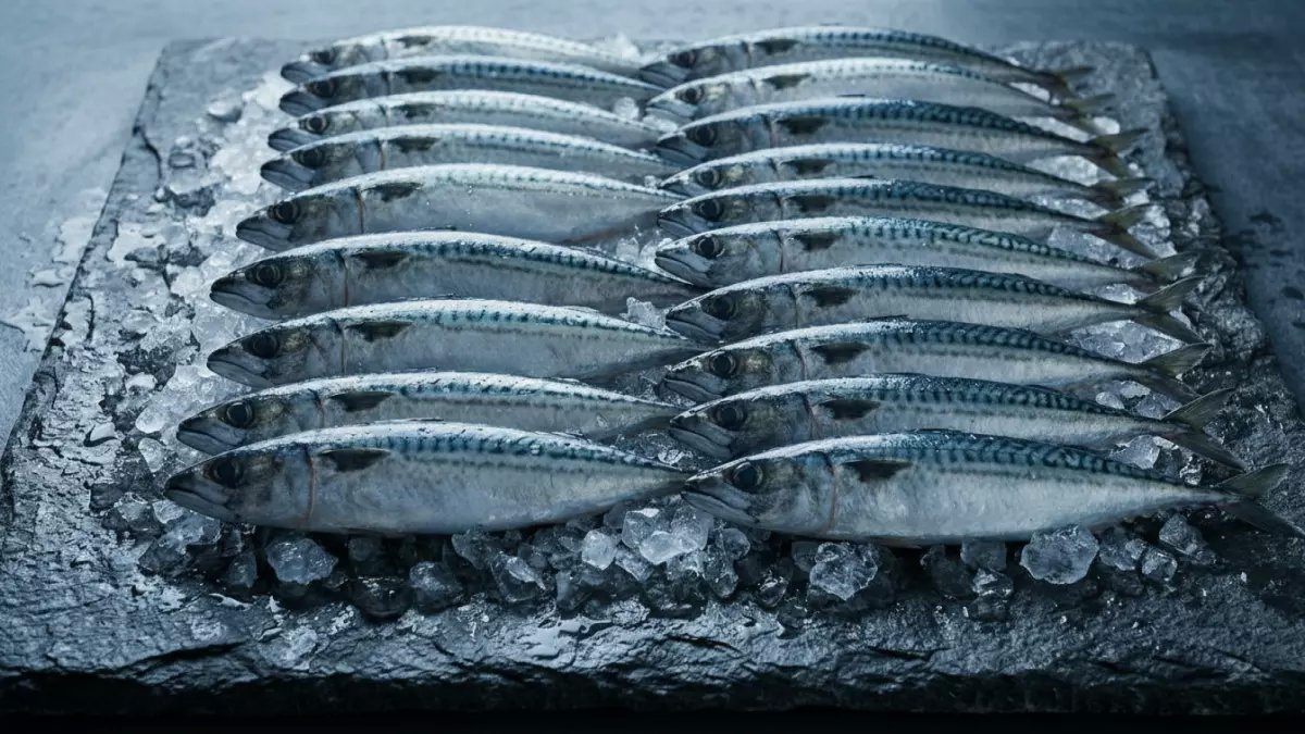 صدمة رمضان: البلطي يقفز 20% في أول يوم صيام - هل ستصل الأسعار لـ100 جنيه؟