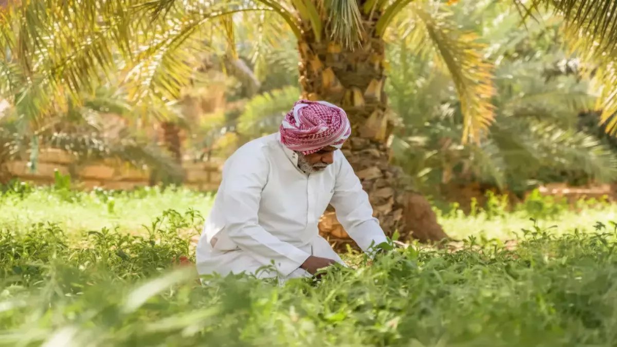 ما الذي دفع أمير الجوف للاهتمام شخصياً بـ 150 ألف طن من الفائض الزراعي؟ الجواب: مزارع سعودي حوّلها إلى 'ذهب أسود' عالمي تحت مظلة مهرجان الأمير فيصل.