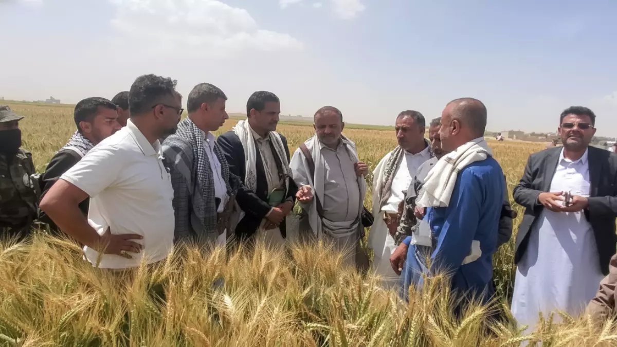 معجزة ريمة: نجاح 100% في زراعة الزيتون… هل تصبح اليمن منافساً لإيطاليا وإسبانيا؟