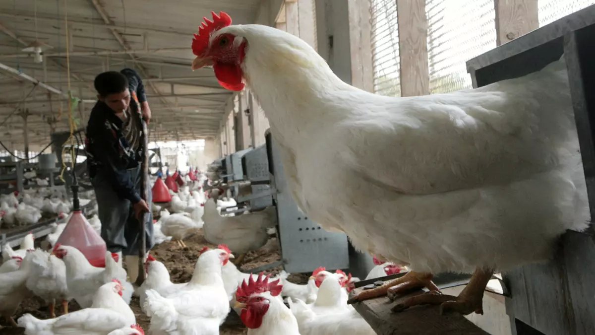 عاجل: انهيار أسعار الدواجن في مصر خلال أيام... السبب صادم والخبراء يكشفون السعر الجديد!