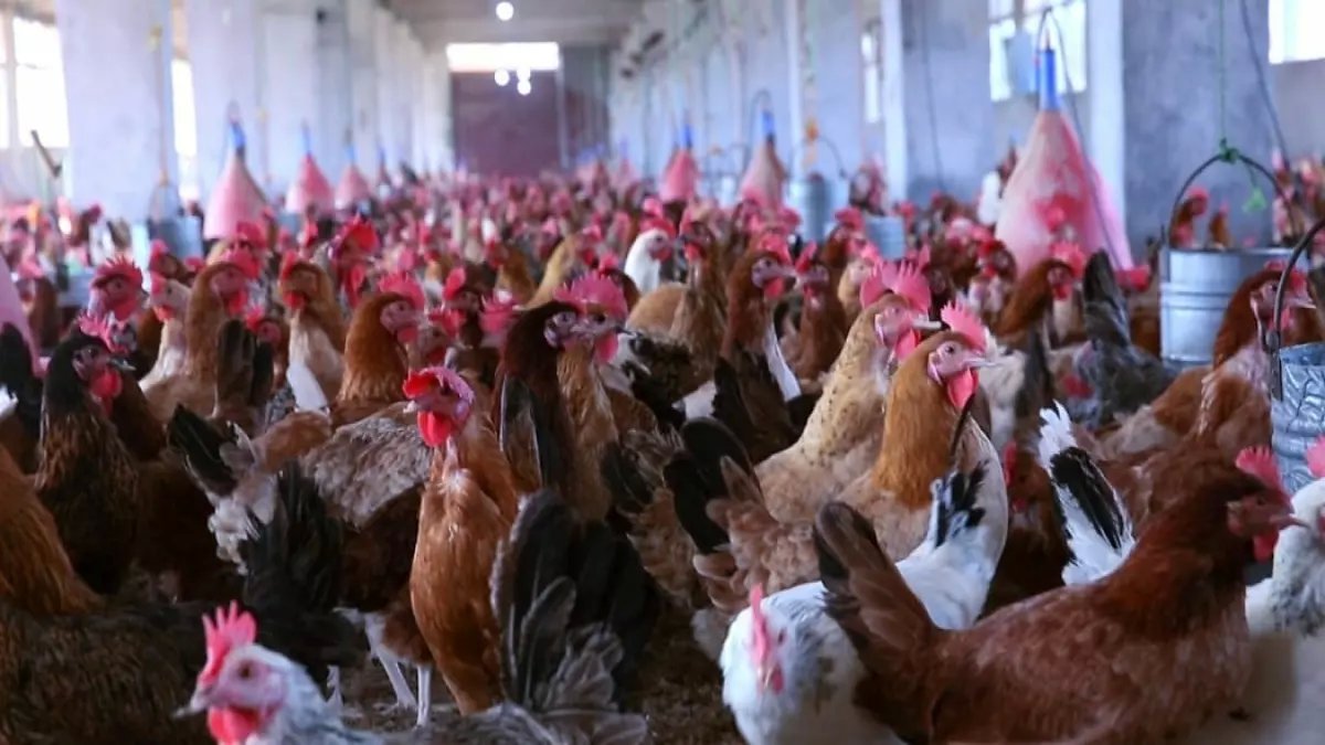 عاجل: انهيار صادم لأسعار الدواجن في مصر… الفراخ تنزل 25% والبلدي يرتفع لـ138 جنيهاً - خبراء: استعد لموجة انخفاض قادمة!