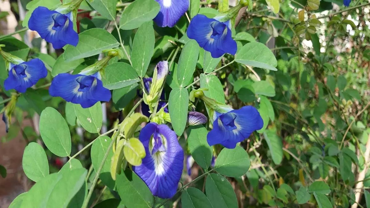 حصري: السعودية تطلق ثورة زراعية بصنف سري يسمى 'كلايتوريا'… شاهد كيف يحقق 5 فوائد صادمة دفعة واحدة!