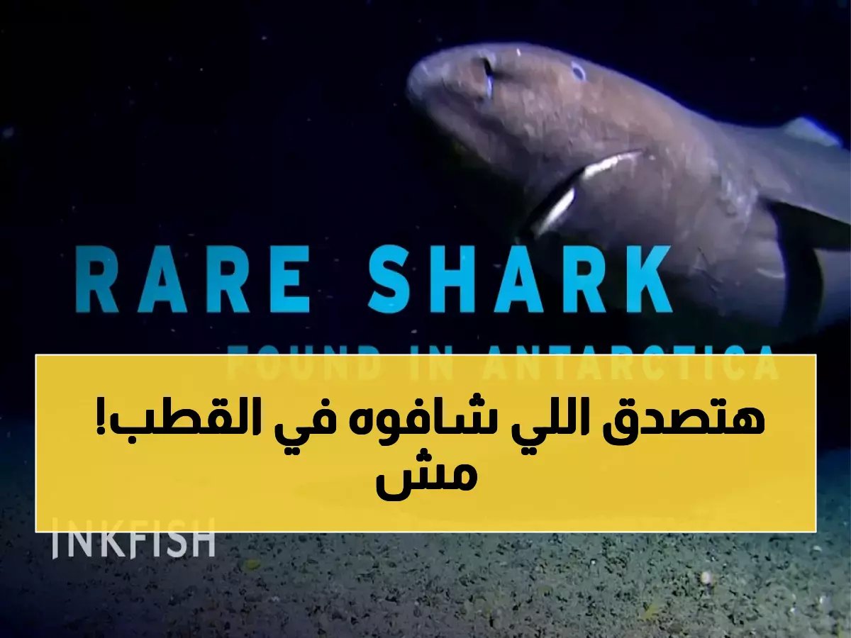  لأول مرة في التاريخ.. وحش بحري يظهر في القطب الجنوبي بعد 400 ساعة من المراقبة!