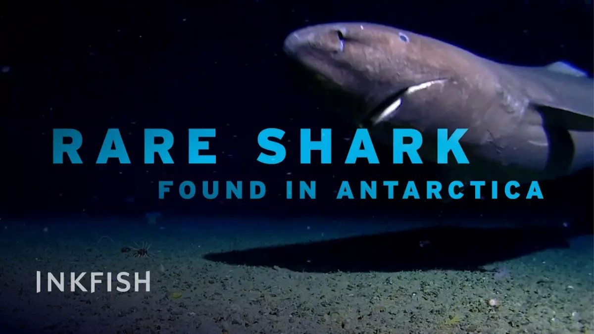 عاجل: لأول مرة في التاريخ.. وحش بحري يظهر في القطب الجنوبي بعد 400 ساعة من المراقبة!