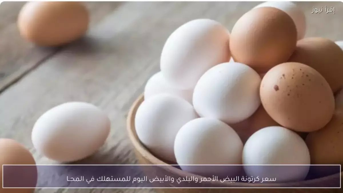 عاجل: صدمة أسعار البيض اليوم… الفرق بين الجملة والتجزئة يصل لـ50 جنيه والبلدي يحطم الأرقام!