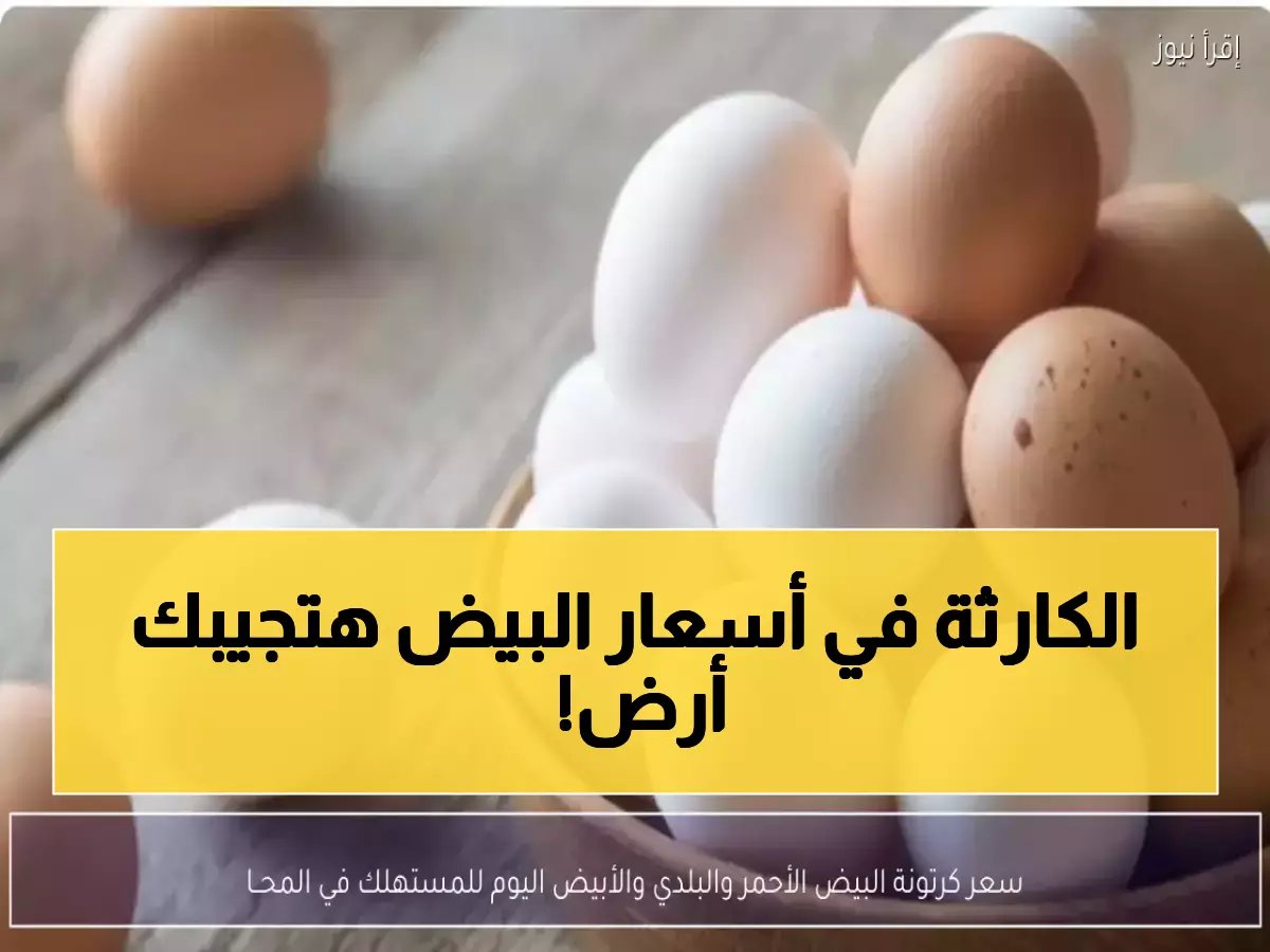  صدمة أسعار البيض اليوم… الفرق بين الجملة والتجزئة يصل لـ50 جنيه والبلدي يحطم الأرقام!
