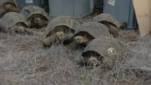 سلاحف الاكوادور