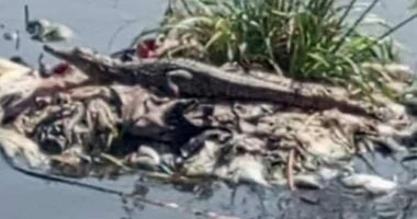 الطب البيطرى بالشرقية يفحص فيديو ظهور تمساح جديد بمصرف عزبة الزوامل