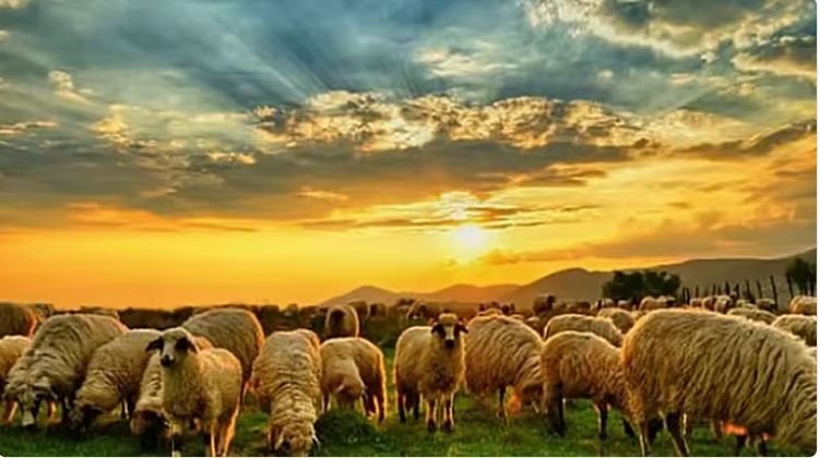 دليلك الشامل للحم الأغنام في السعودية انواعه وكيف تختار أحسن نوع