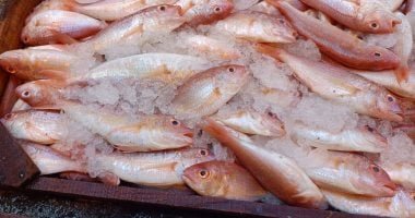 بين العين والخياشيم.. روشتة الخبراء لكشف الأسماك الفاسدة