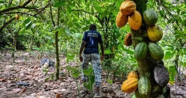 تكدس الكاكاو فى كوت ديفوار يتفاقم مع تعليق البرازيل وارداتها