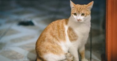 جرائم تكشفها الصدفة.. كيف أرشدت قطة المحققين إلى جثة صاحبها خلف الجدار؟