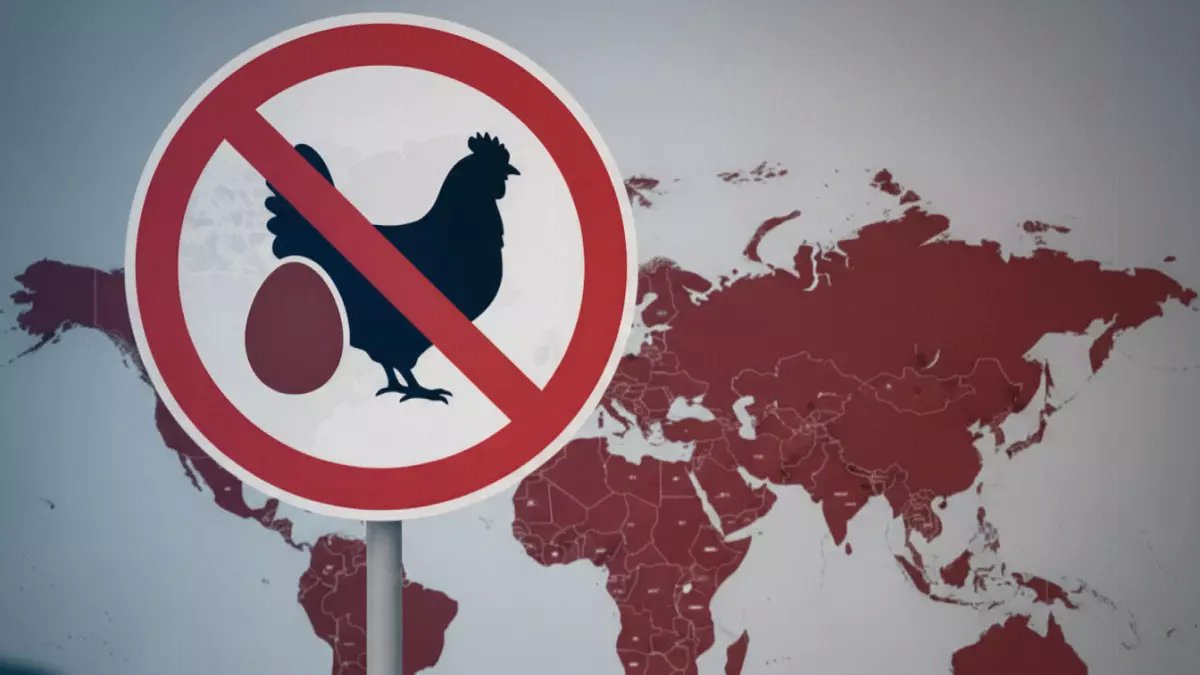 عاجل | قرار سعودي خطير يمنع دخول البيض والدواجن من 56 دولة.. وهيئة الغذاء تكشف: خطر داهم يهدد الصحة العامة!