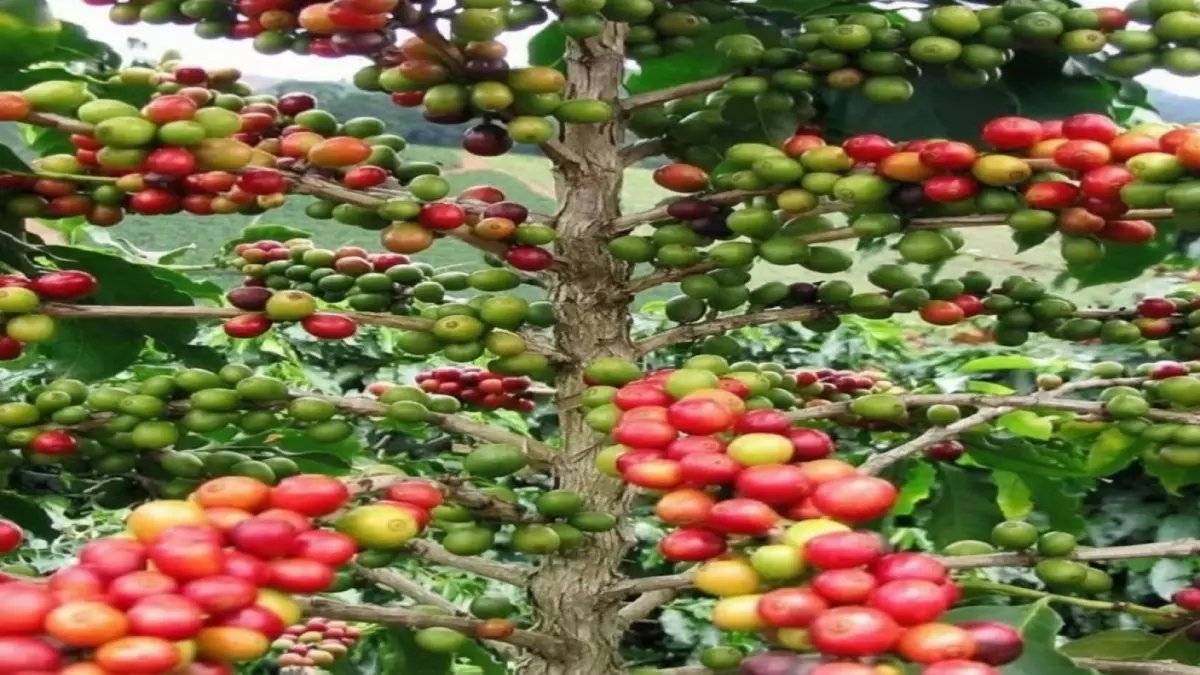 عاجل: السعودية تفرض "الحجر الأقسى" على شتلات البن… عامين كاملين قبل التداول والسبب صادم!