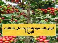  السعودية تفرض "الحجر الأقسى" على شتلات البن… عامين كاملين قبل التداول والسبب صادم!