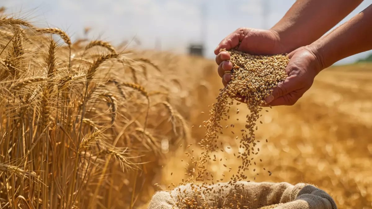 كيف استخدمت مصر سلاحًا سريًا لتتخطى أكبر أزمة غذائية وتصبح رقم 2 عالميًا؟ الـ19.56 إردب/فدان هو سر انتصارها.