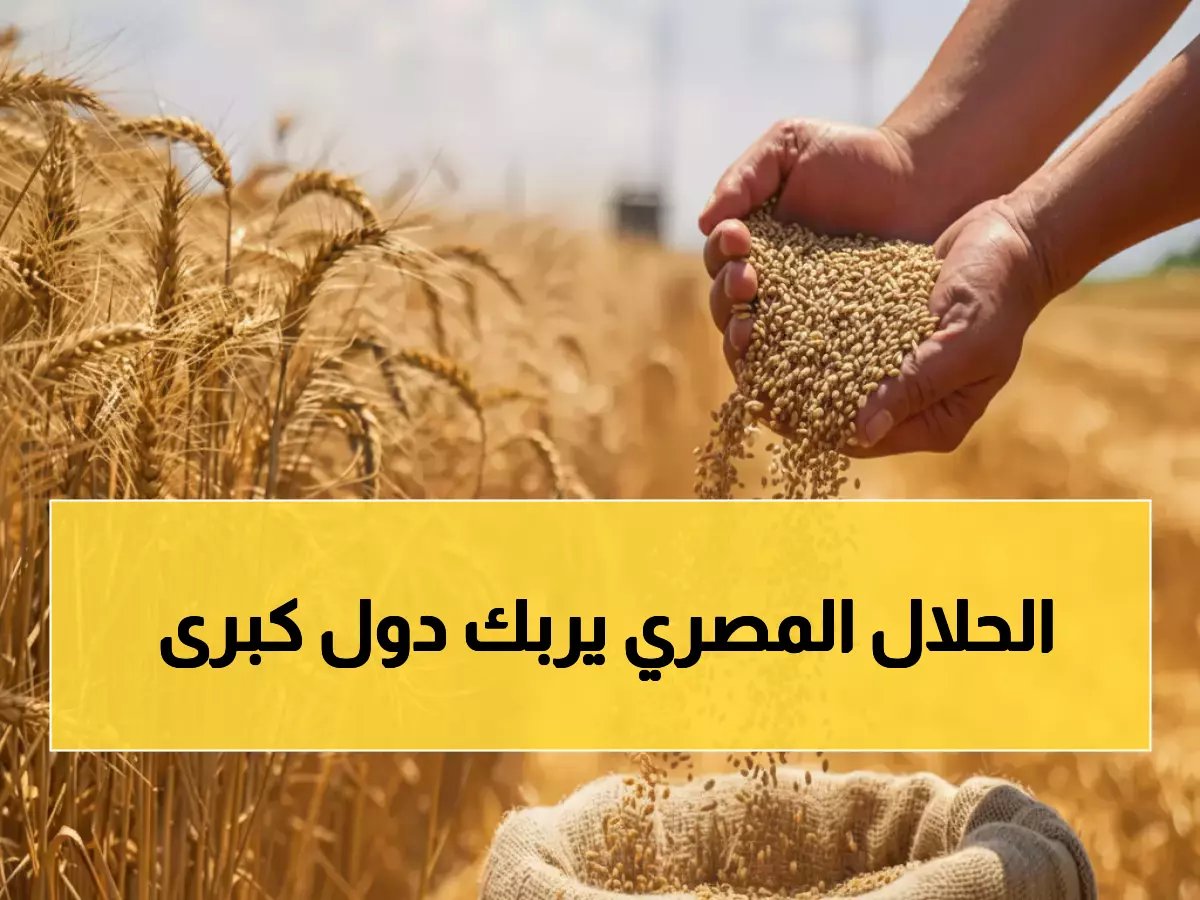  19.56 إردب قمح تحولنا إلى حصن منيع