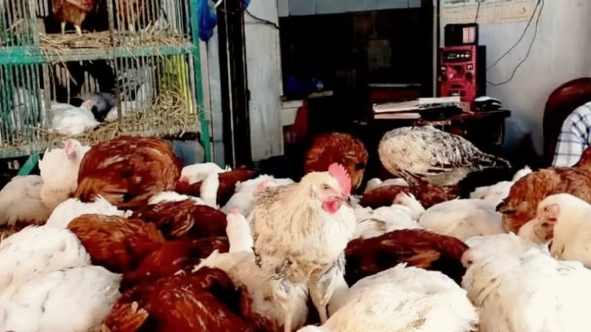 عاجل: أسعار صادمة للدواجن في أسوان اليوم... الفراخ البيضاء تقفز لـ85 جنيهاً والحمام يصل 220!