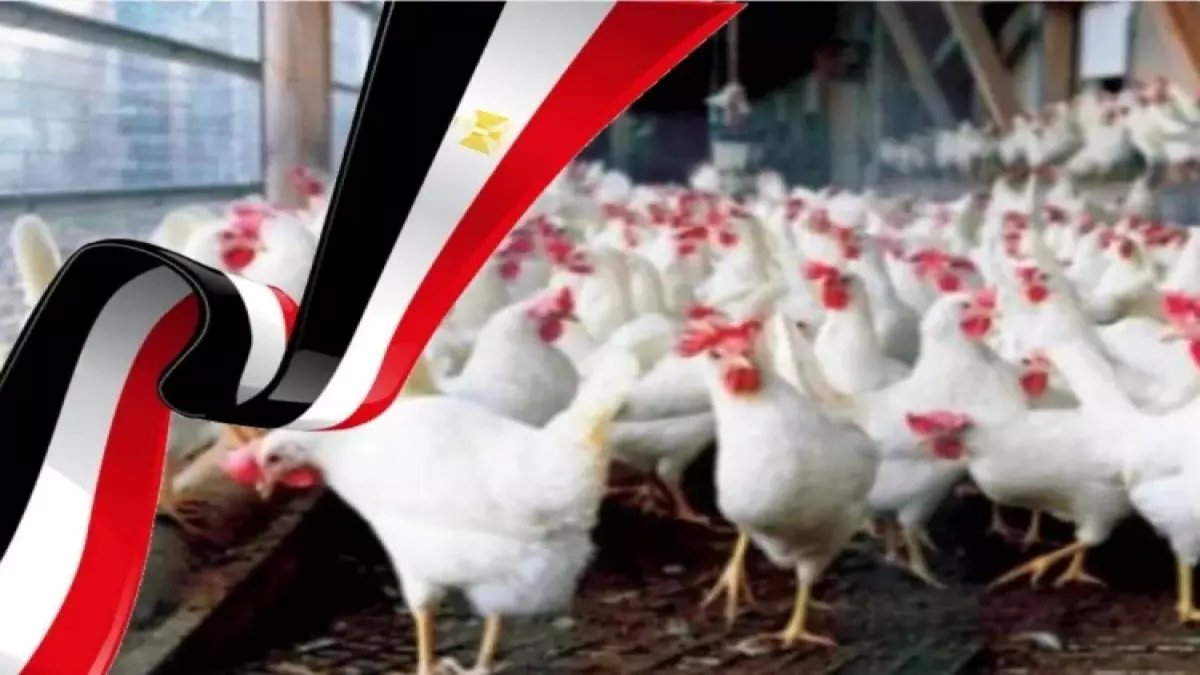 عاجل: صدمة الدواجن تضرب مصر في رمضان... ارتفاع جنوني 35% والبيض يقفز لـ118 جنيه!