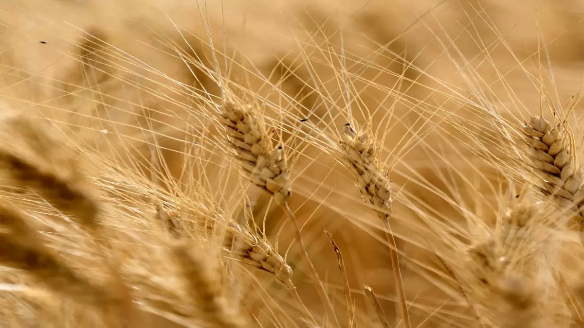 عاجل: السعودية تؤمن 794 ألف طن قمح استراتيجي لعام 2026... هل تتجه أسعار الخبز للانخفاض؟