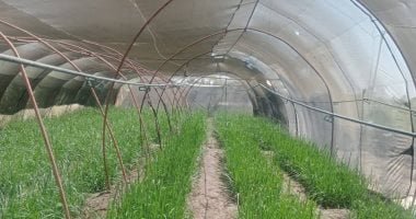 مركز المناخ يصدر إرشادات عاجلة لإنقاذ الموسم الزراعى