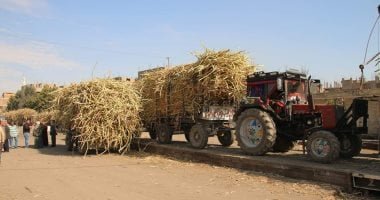 وزارة التموين: توريد 2.9 مليون طن قصب وإنتاج 306 آلاف طن من السكر