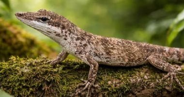 ظهور سحلية انقرضت فى أمريكا الجنوبية منذ 150 عاما يثير قلق العلماء