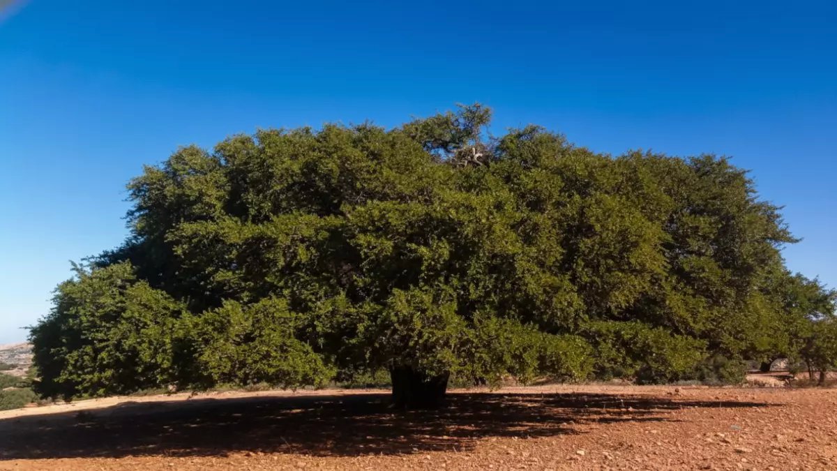 حصري: فريق دولي يكشف جينوم شجرة الأركان لأول مرة... هذا السر الجيني سيضاعف إنتاج الزيت 10 أضعاف ويحمي ثروة المغرب!