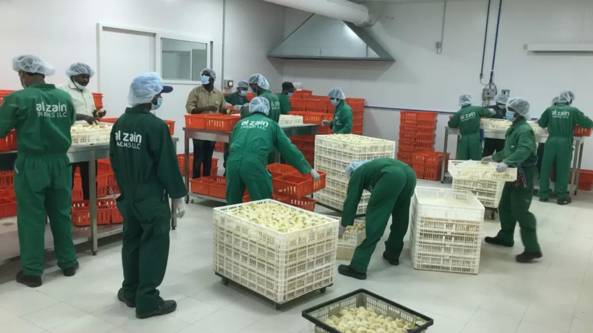 عاجل: مزارع الزين تفتح 50+ وظيفة ذهبية في عُمان برواتب مغرية… آخر فرصة للتقديم!