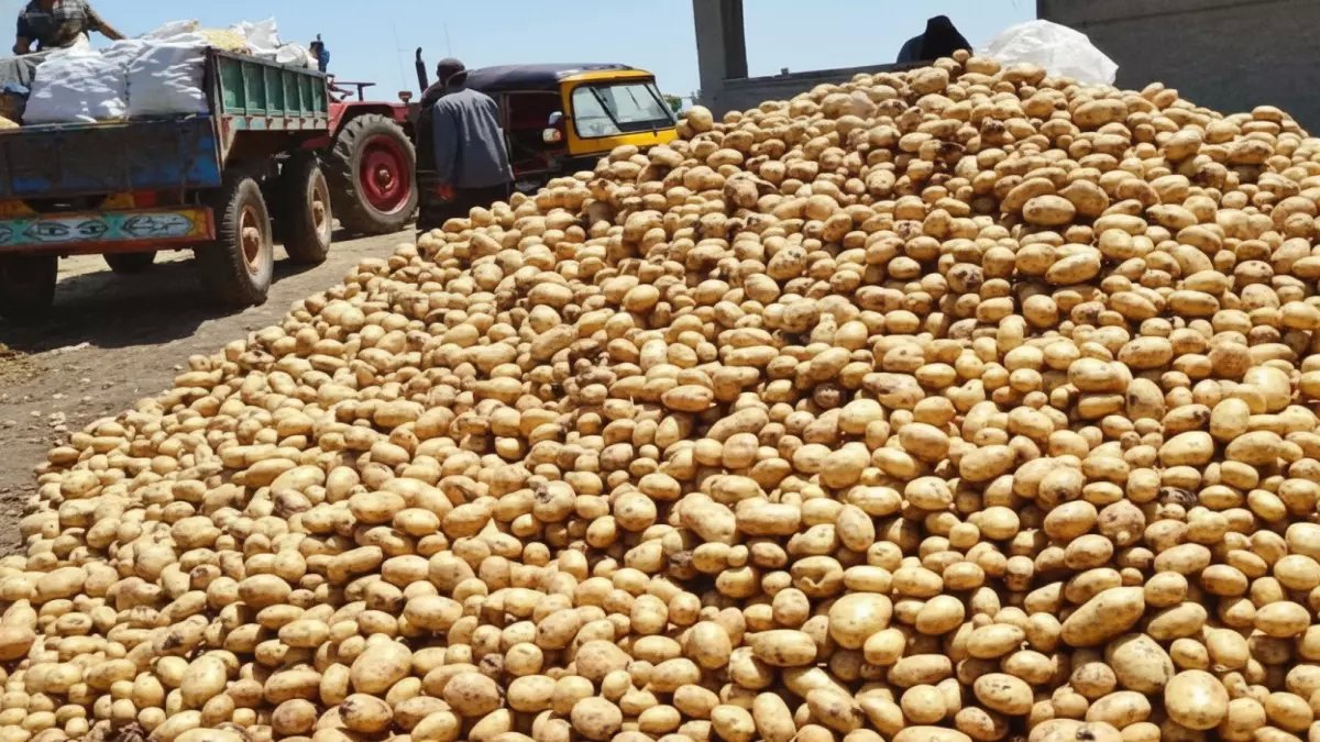 عاجل: مصر تعلن الكمية الصادمة للبطاطس الجاهزة للتصدير… أرقام قياسية في 2025 تفتح أسواقاً عالمية جديدة!