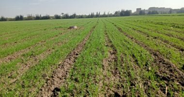 وزير الزراعة: الدولة تضع القمح أولوية قصوى وتستهدف توريد 5 ملايين طن