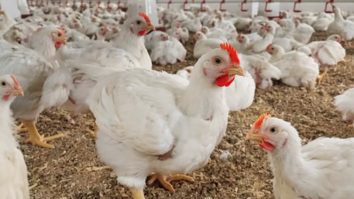 عاجل: ارتفاع جنوني لأسعار الفراخ في رمضان رغم وفرة الإنتاج... مؤامرة التجار تضرب جيوب المصريين!