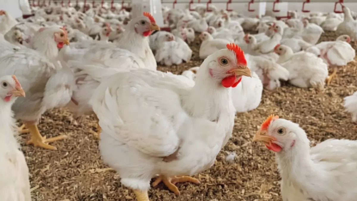 حرب خفية تستهدف مائدة إفطارك في رمضان... كيف تحمي نفسك من خسارة 15 جنيهًا على كل كيلو دجاج؟