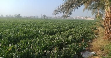 مركز المناخ: اليوم بداية شهر برمهات " روح الغيط وهات"