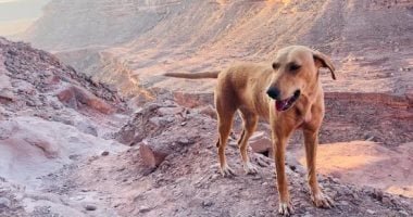 وزارة الزراعة: تحصين 15,811 كلباً حراً ضد مرض السعار