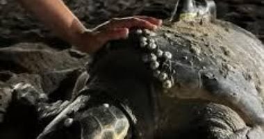 ديانا.. سلحفاة تثير الجدل بعد عبورها 6400 كم من جبل طارق لنهر الأمازون