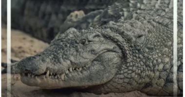 تحذير مميت فى أستراليا.. مئات آلاف التماسيح تنتشر بعد الفيضانات الضخمة