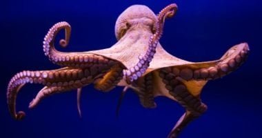 من المكسيك وتشيلي لإسبانيا مساعى لحظر مزارع الأخطبوط عالميًا