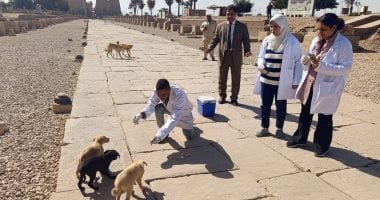 وزارة الزراعة: تحصين وتعقيم 18 ألف كلب ضمن الحملة القومية لمكافحة السعار