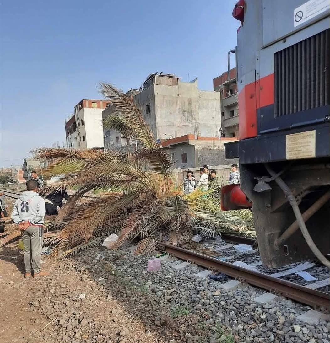 سقوط نخلة على قضبان السكة الحديد بالإسكندرية