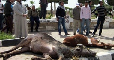 ارتفاع حالات الإصابة بالحمى القلاعية إلى 179 حالة مؤكدة بجنوب أفريقيا