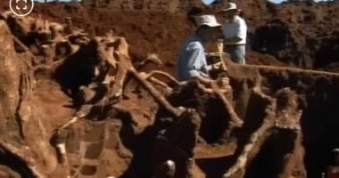 مدينة سرية تحت الأرض.. اكتشاف مستعمرة نمل مذهلة في البرازيل.. صور