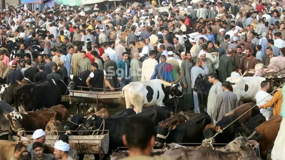 عاجل: السر وراء الزحام المجنون في أسواق جدة التاريخية قبل العيد... لماذا يهجر السكان المولات الحديثة؟