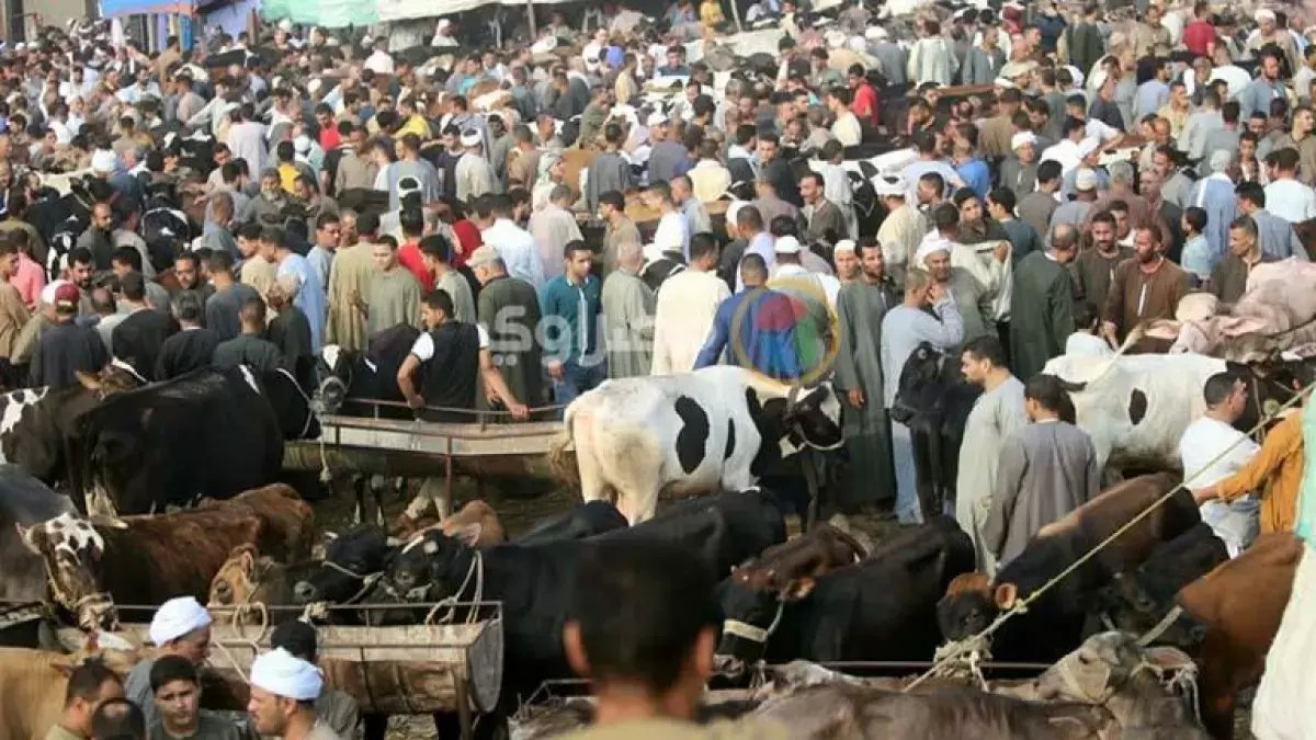 خسارة تتفاقم كل يوم: كيف يتجاهل الآلاف ملايينهم في مولات حديثة؟ إجابة 'جدة التاريخي' في عمر يتجاوز 400 عام.