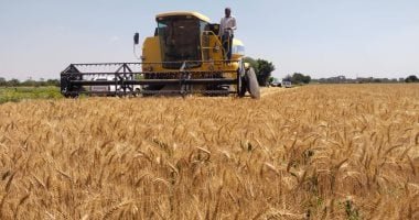 تحذيرات وتوصيات عاجلة من مركز المناخ لمزارعى القمح