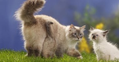 أغلى تبنى فى التاريخ.. قط يتسبب فى غرامة فرنسى 300 ألف يورو والسجن