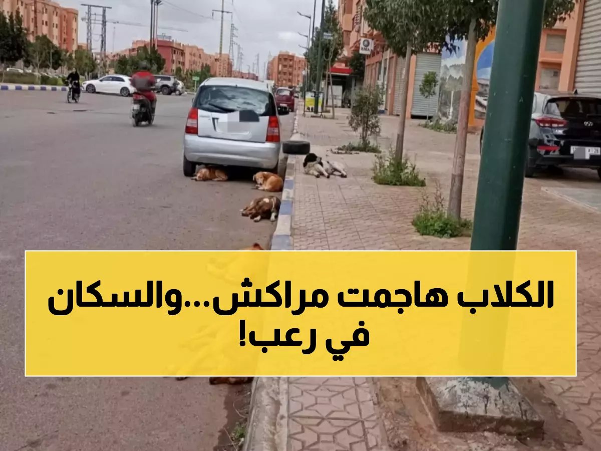  غزو مرعب للكلاب والقطط الضالة في شوارع مراكش… ساكنة أبواب جليز تصرخ من خطر الأمراض المعدية!
