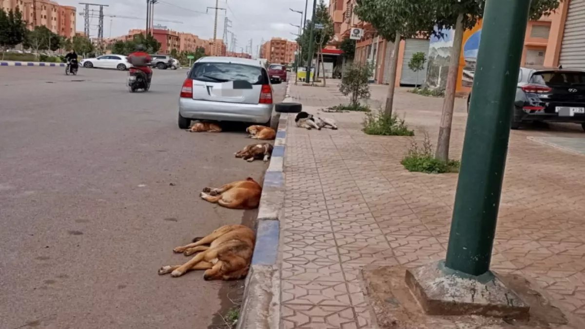 عاجل: غزو مرعب للكلاب والقطط الضالة في شوارع مراكش… ساكنة أبواب جليز تصرخ من خطر الأمراض المعدية!