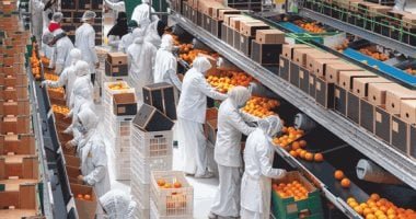 الموالح المصرية تتربع على عرش الصادرات العالمية برقم قياسي يتجاوز مليوني طن